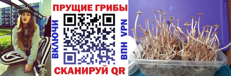 Галлюциногенные грибы Psilocybe  Купить где  Ленинск 